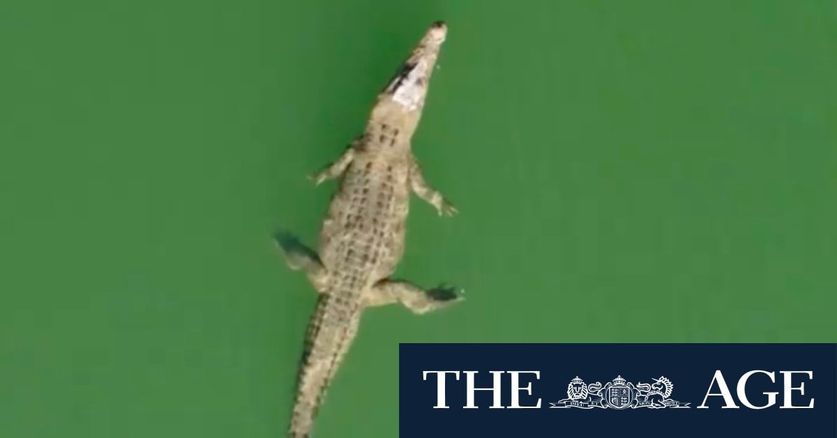 Human remains found in 5-metre crocodile believed to be missing NSW man