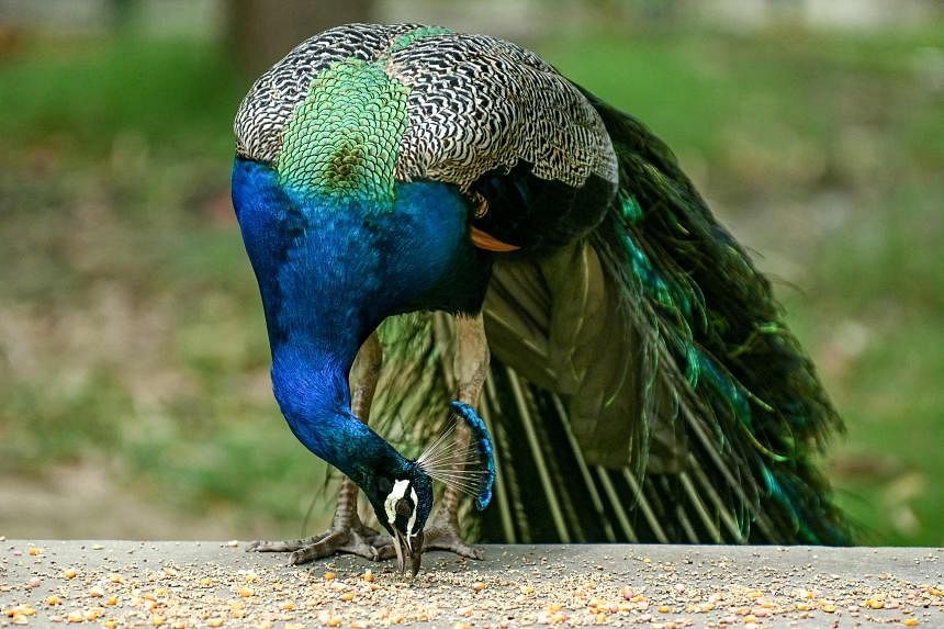 Indian YouTuber arrested after posting peacock curry video