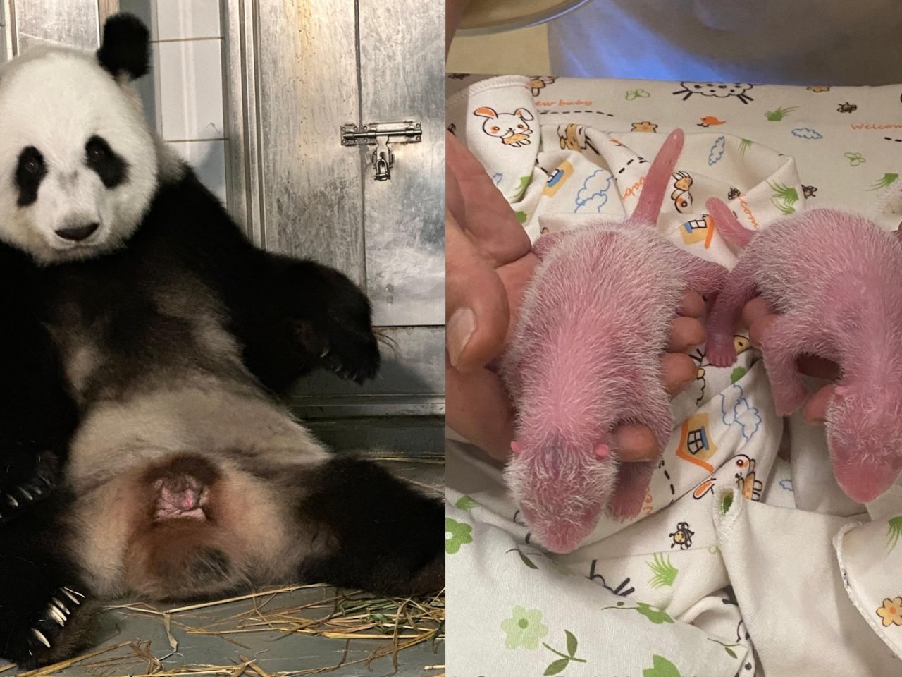 Joy as Ying Ying gives birth to twin pandas