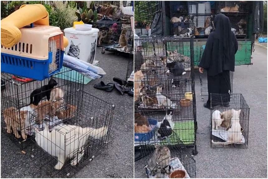 Malaysian woman moves house with some 100 pet cats in rented lorry