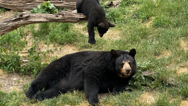 Marineland ordered to pay $85K after failing to improve living conditions for 3 young bears