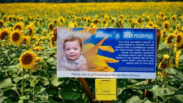 More than 2 million sunflowers to bloom in Ontario community in memory of 2-year-old boy