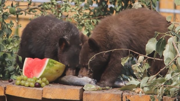 New bear enclosure open at Alberta Institute for Wildlife Conservation