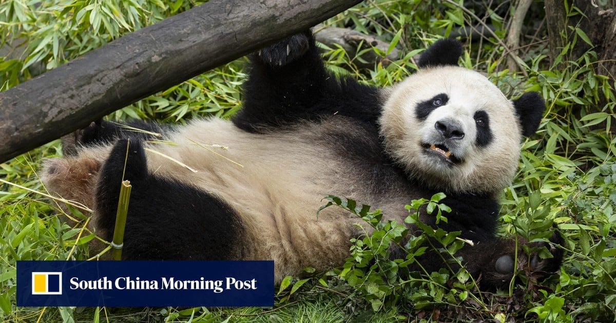 New giant pandas make their public debut at San Diego Zoo in California