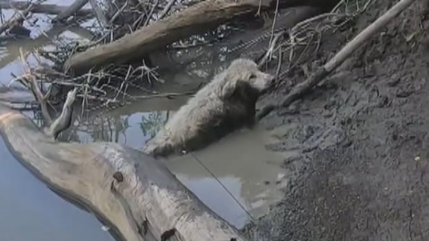 New Zealand YouTuber rescues Manitoba dog during cross-Canada canoe trip