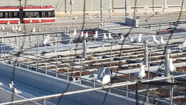 Noise cannons, netting deployed by Toronto's transit agency to thwart swarm of seagulls