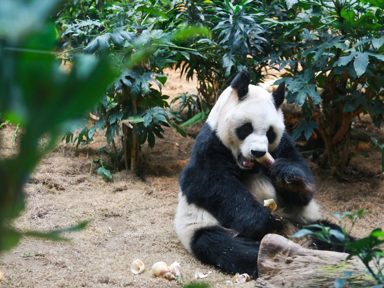 Ocean Park unveils study on late male panda An An