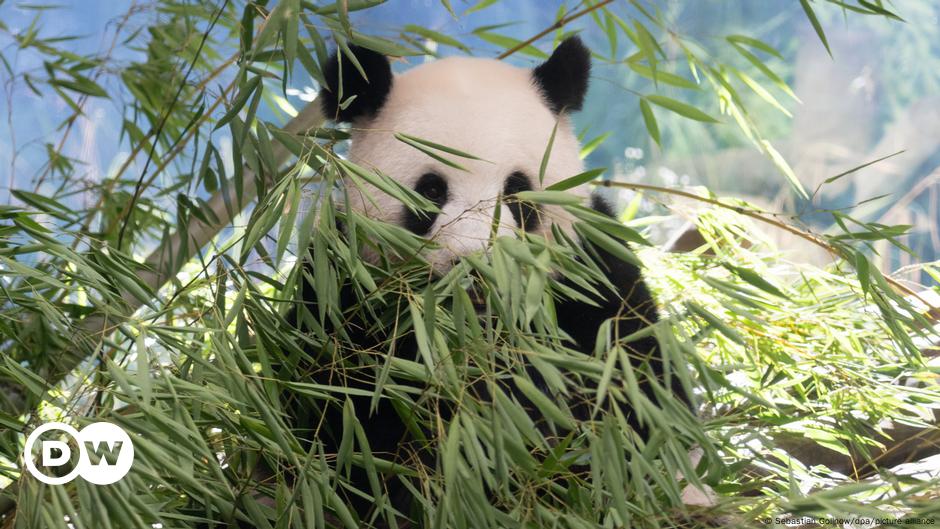 Panda at Berlin Zoo again pregnant with twins