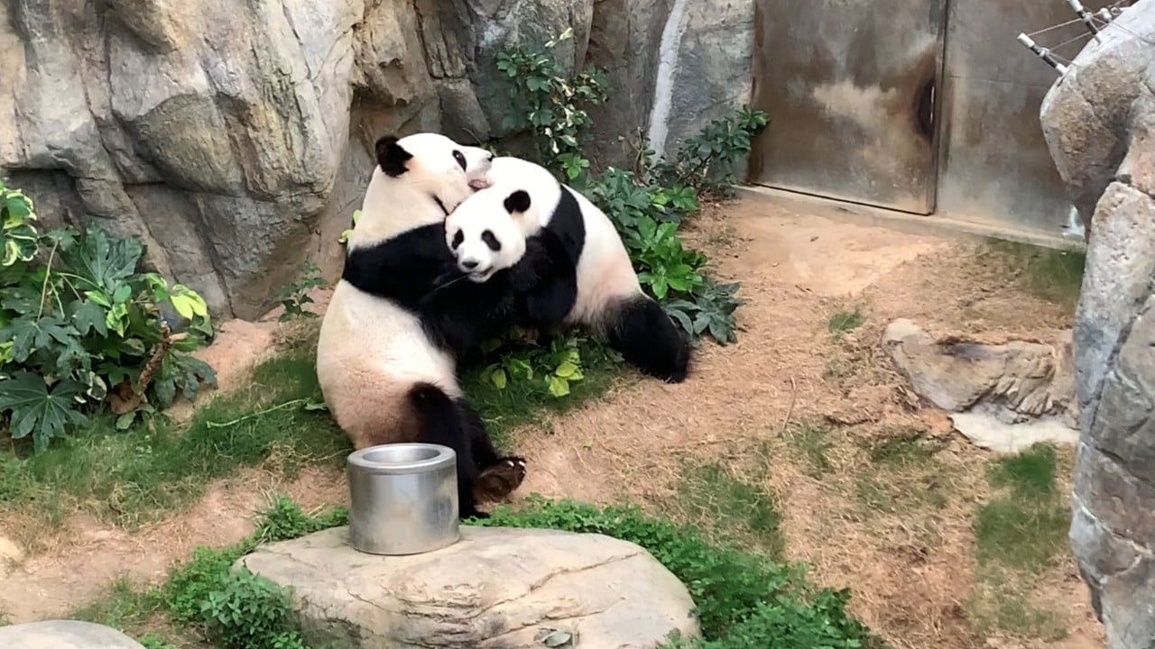 Pandas set to arrive in Hong Kong in late September via Cathay Pacific cargo services