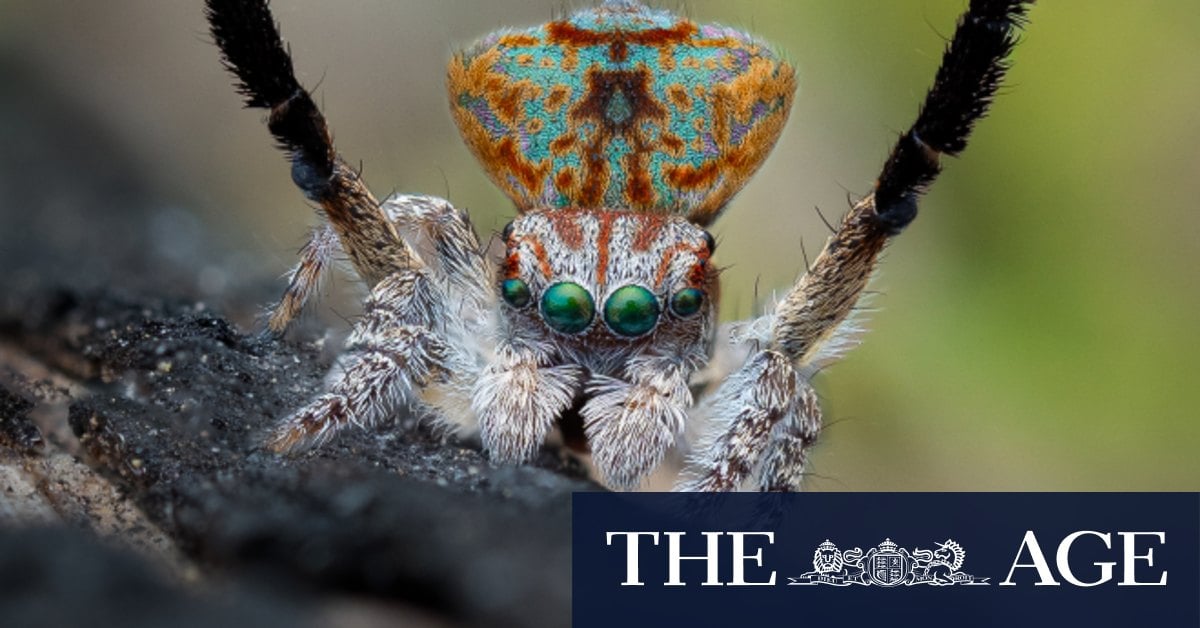 Peacock spiders dance for their lives as Perth sprawl threat looms