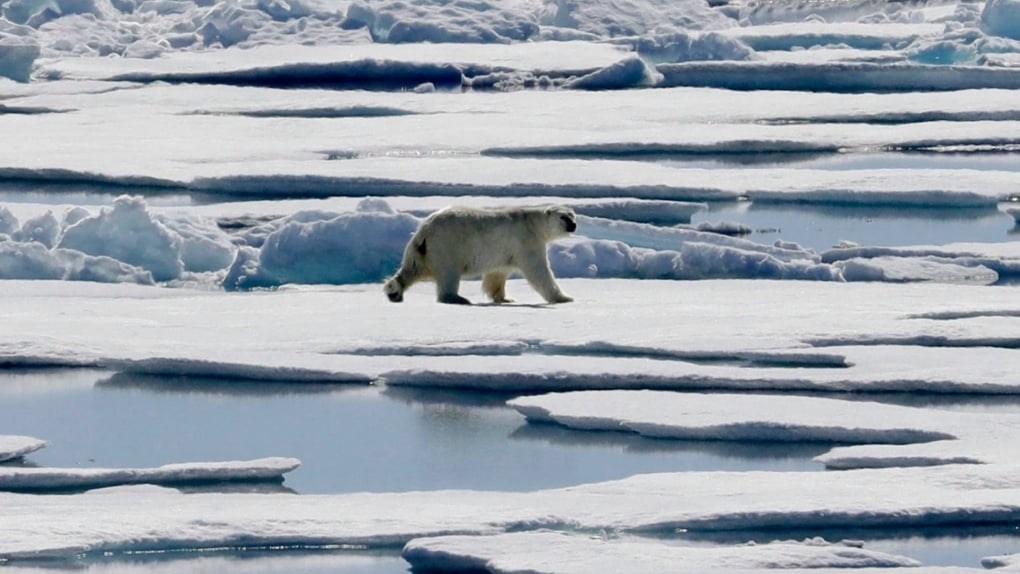 Polar bears kill worker in attack off Baffin Island in Nunavut