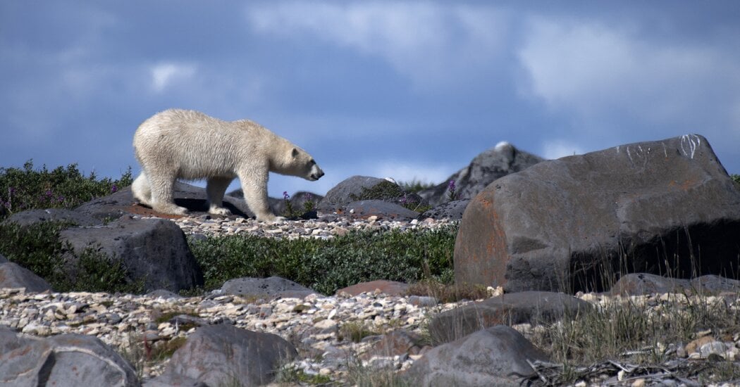 Polar Bears Kill Worker in Remote Radar Site in Canada