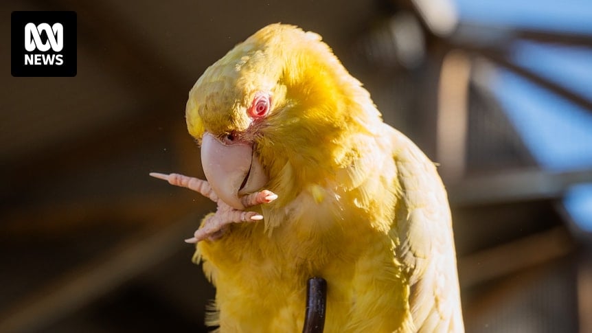 Rare condition puts Tweety the yellow-tailed black cockatoo at risk of bird collectors