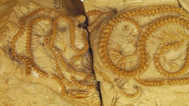 Rare fossil specimen offers evidence of social behaviour among ancient snakes