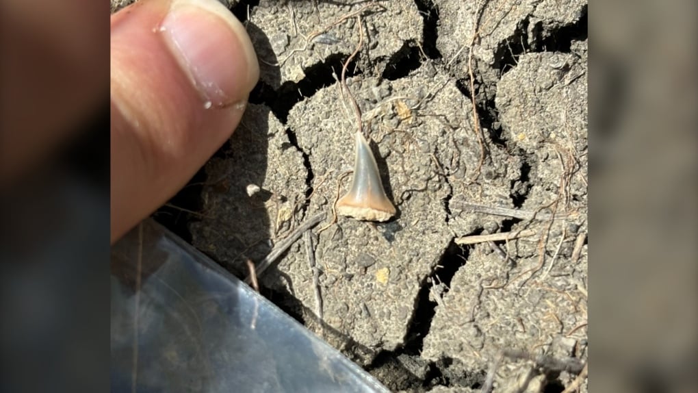 Rare shark tooth fossil unearthed in southern Manitoba