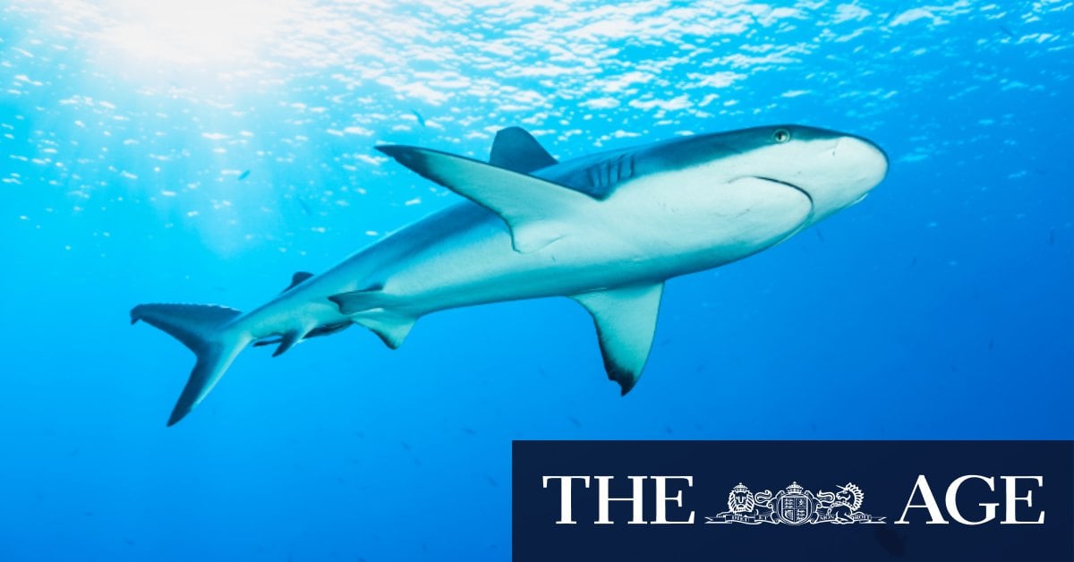 Removal of shark nets puts human life at risk