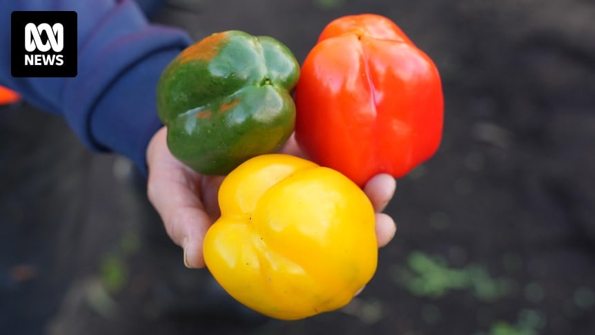Shoppers are being 'shafted' by supermarkets despite solid capsicum crop, farmer says