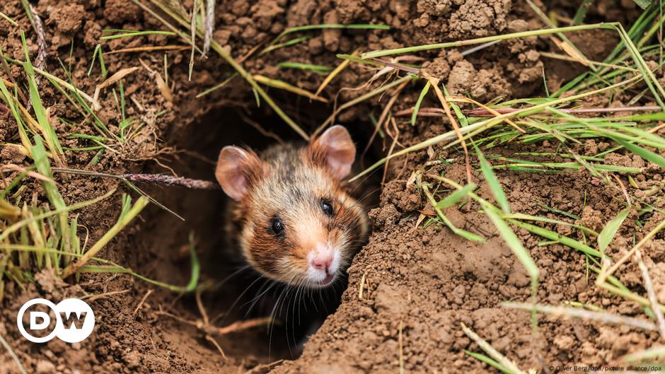 Should bulldozers make way for hamsters?