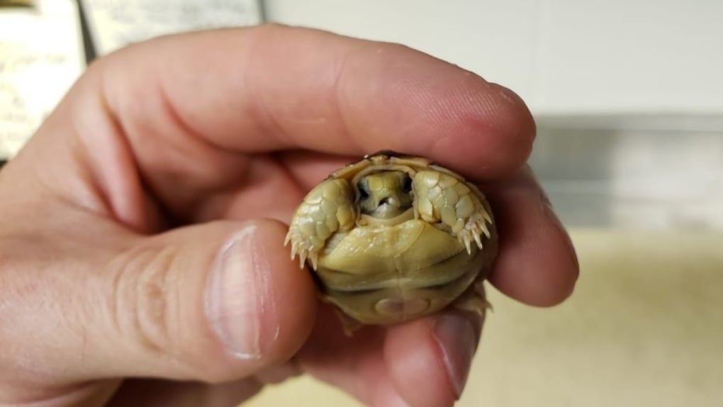 'Significant milestone': Second Egyptian tortoise hatches at Calgary Zoo