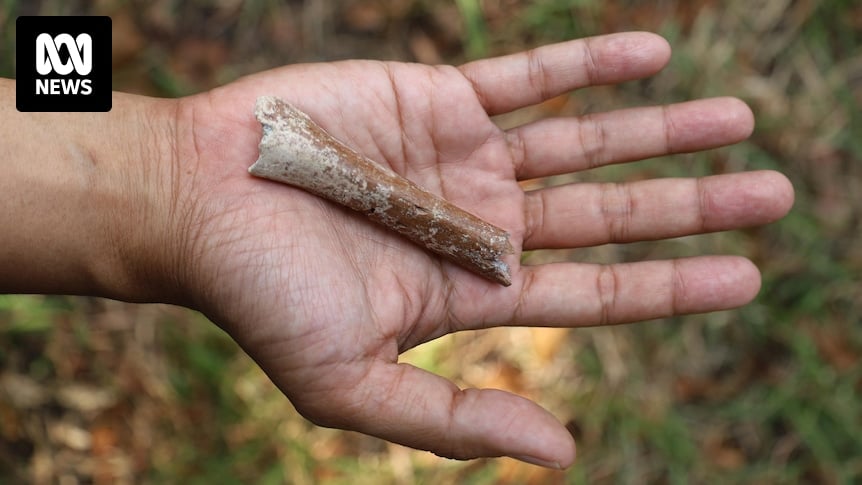 Smallest adult human arm bone fossil so far discovered points to origins of 'hobbit'