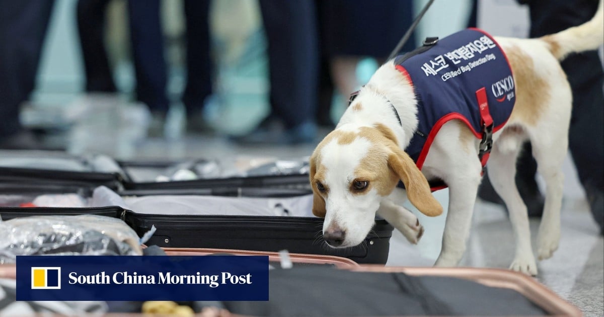 South Korea deploys sniffer dog to screen for bedbugs after Paris Olympics