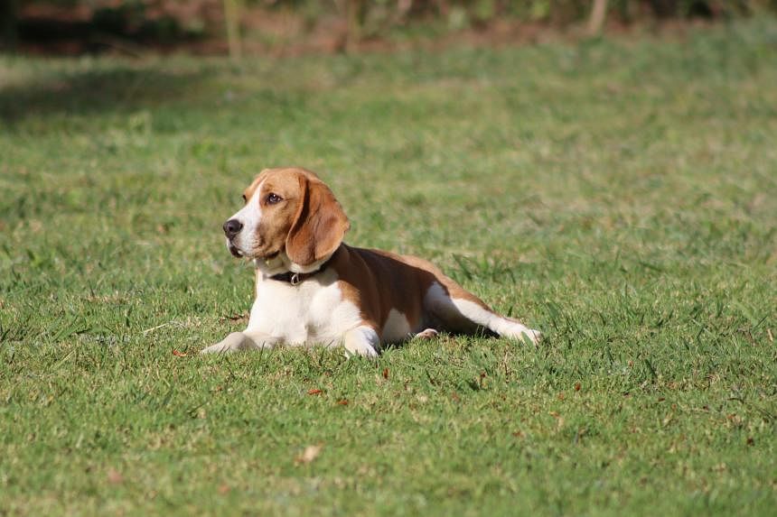 South Korea introduces sniffer dogs that detect bed bugs, missing people in water