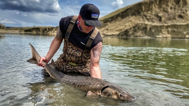 Sturgeon endure in Alberta, but the future of these river 'monsters' is now uncertain