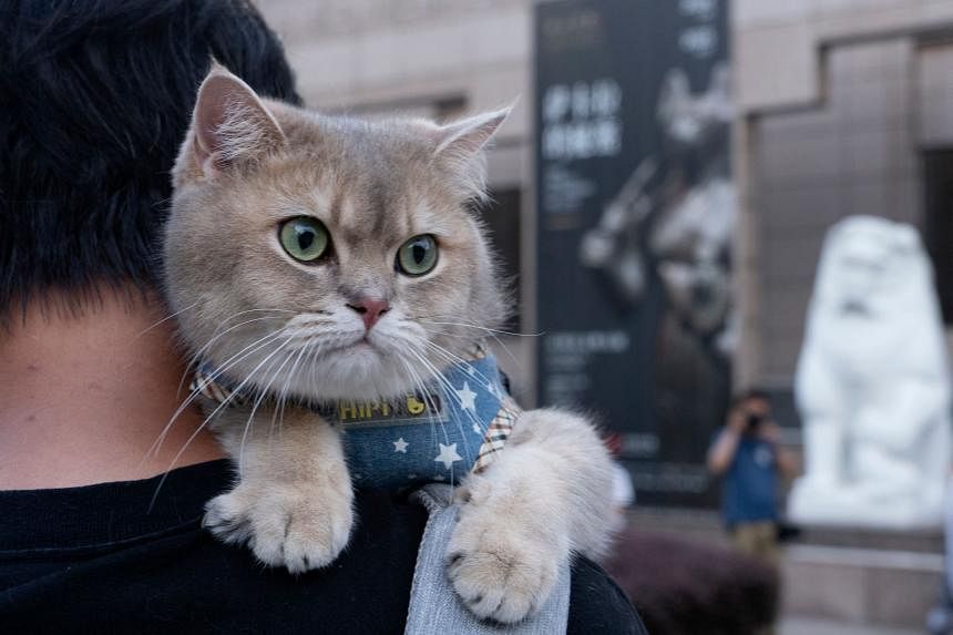 TCM for pets becoming paw-pular in China