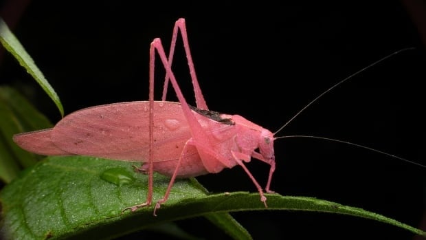 These rare pink insects are hiding among the foliage at Ojibway Park