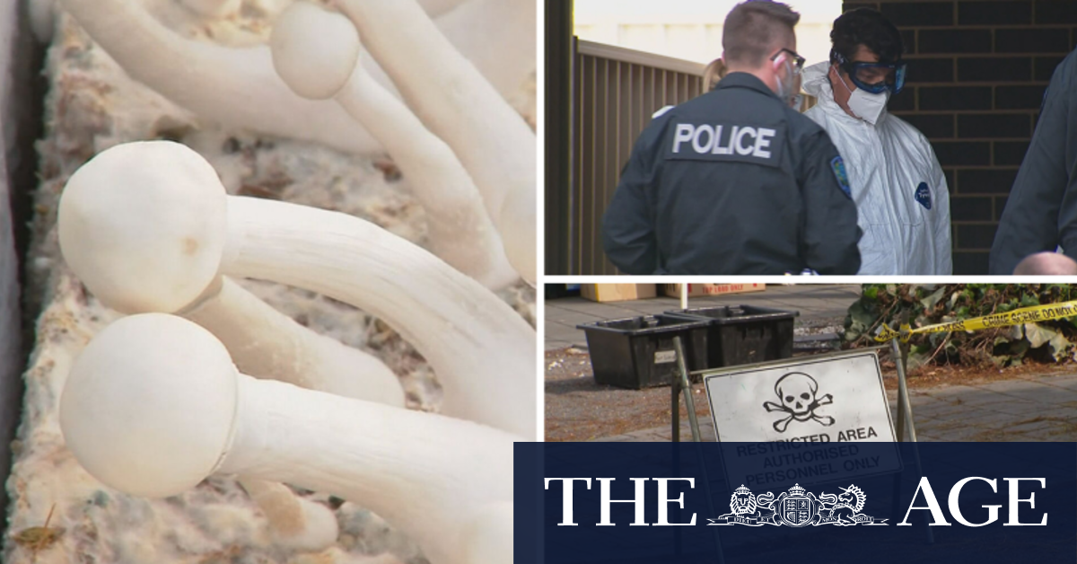 Traffic stop leads police to magic mushroom farm