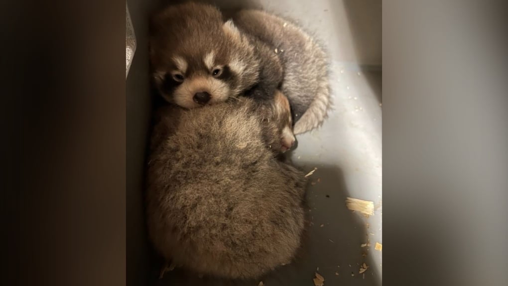 'Truly saddened by this loss': Red panda cub born at Toronto Zoo in June dies