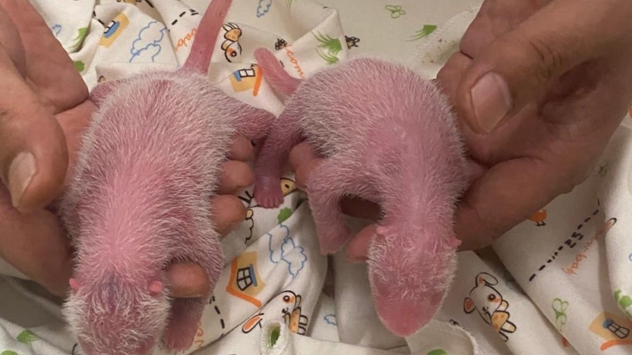 Twins! Ocean Park panda Ying Ying gives birth to a male and female cub after years of trying