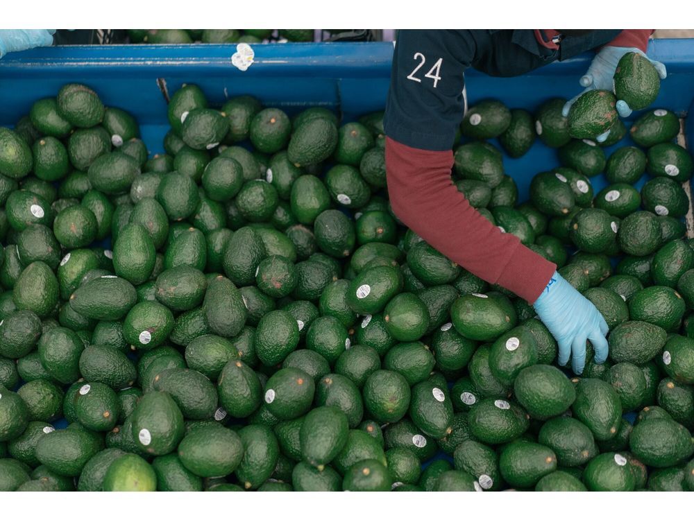 US Avocado Demand Drives Mass Deforestation in Mexico