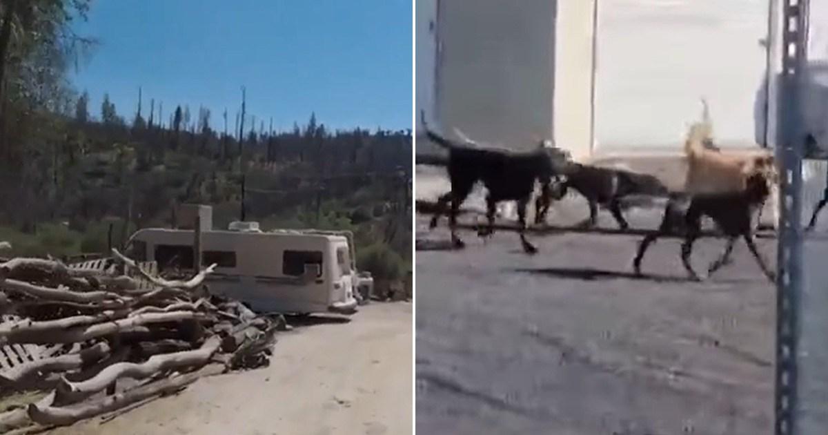 Woman mauled to death by pack of 25 Great Danes stalking town