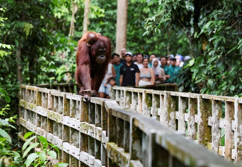 Malaysia announces adopt-an-orangutan plan for palm oil importers