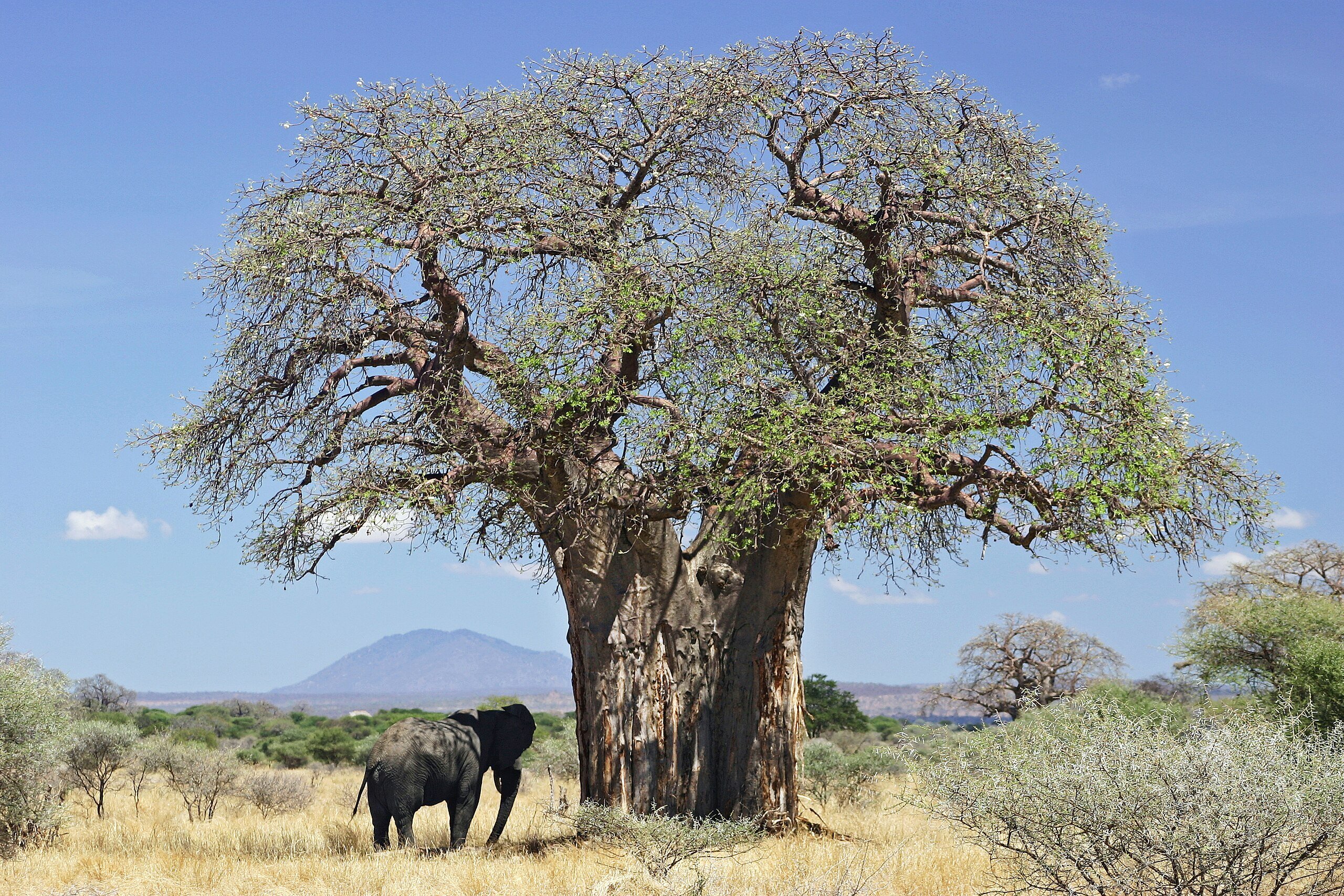 Baobabs: Africa's unique trees defy climate challenges, continue to flourish