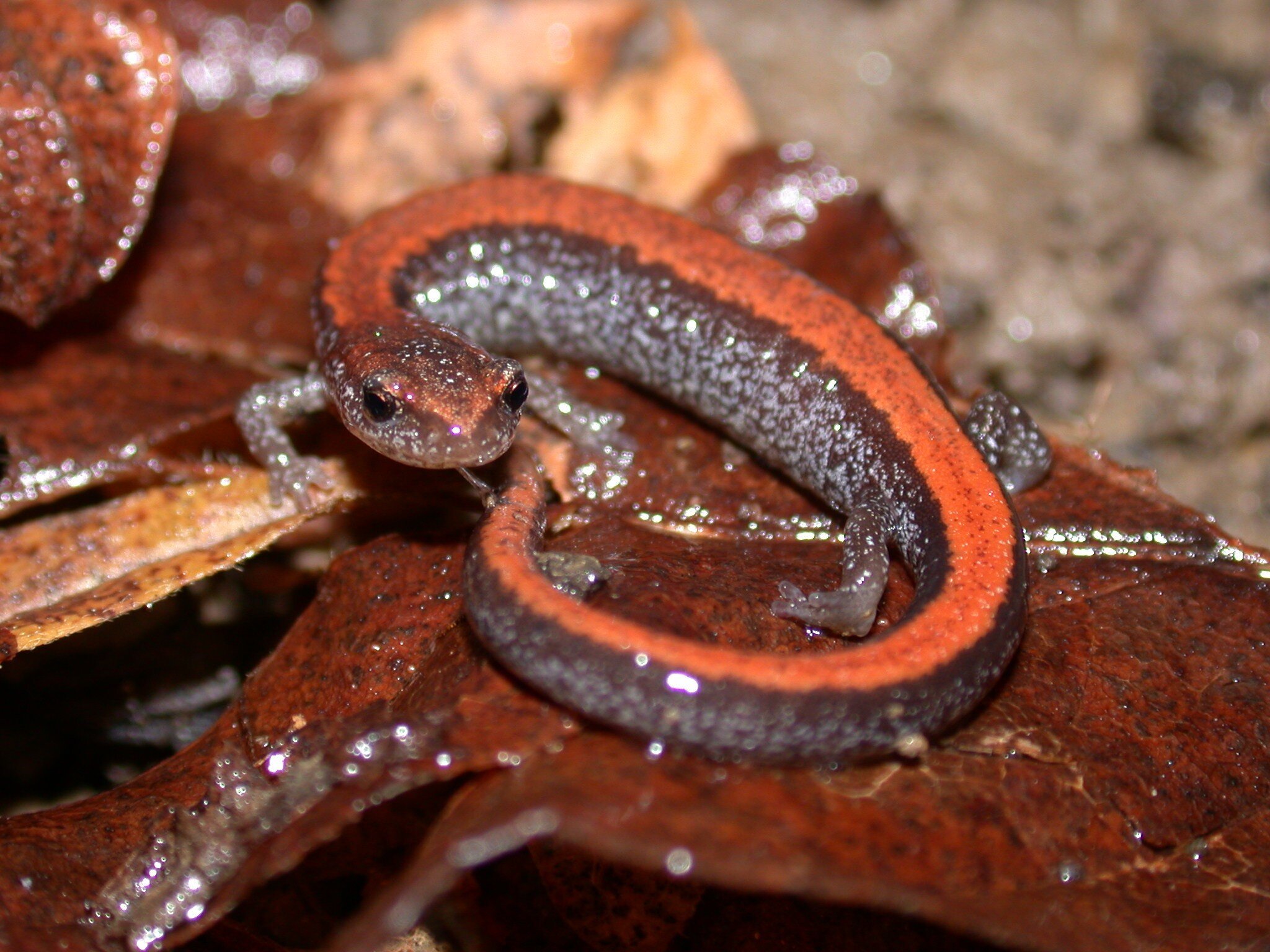 Salamanders are surprisingly abundant in US northeastern forests, research finds