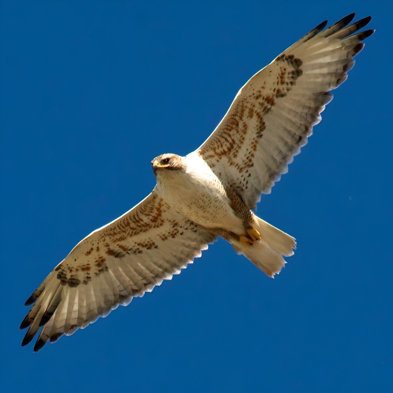 Hawk defies expectations in the face of habitat decline