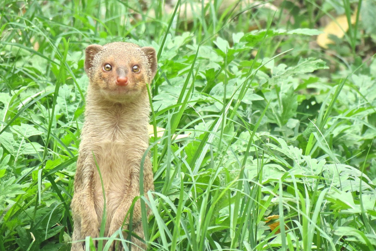 Japan Exterminates Killer Mongooses That Just Had One Job