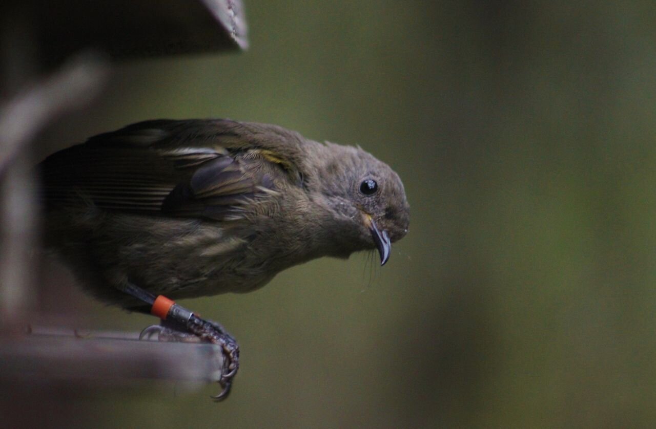 Infertility challenges among endangered wild songbird population revealed in new study