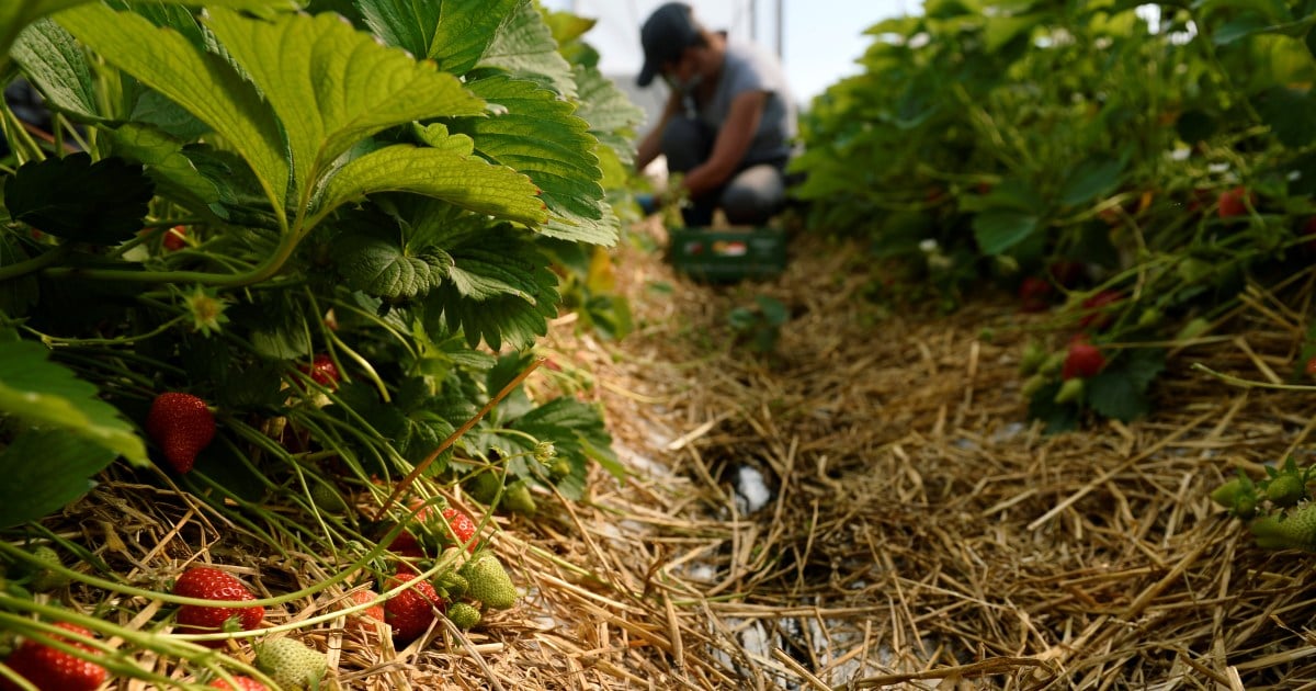 Indonesian fruit-pickers say seasonal work in UK left them drowning in debt