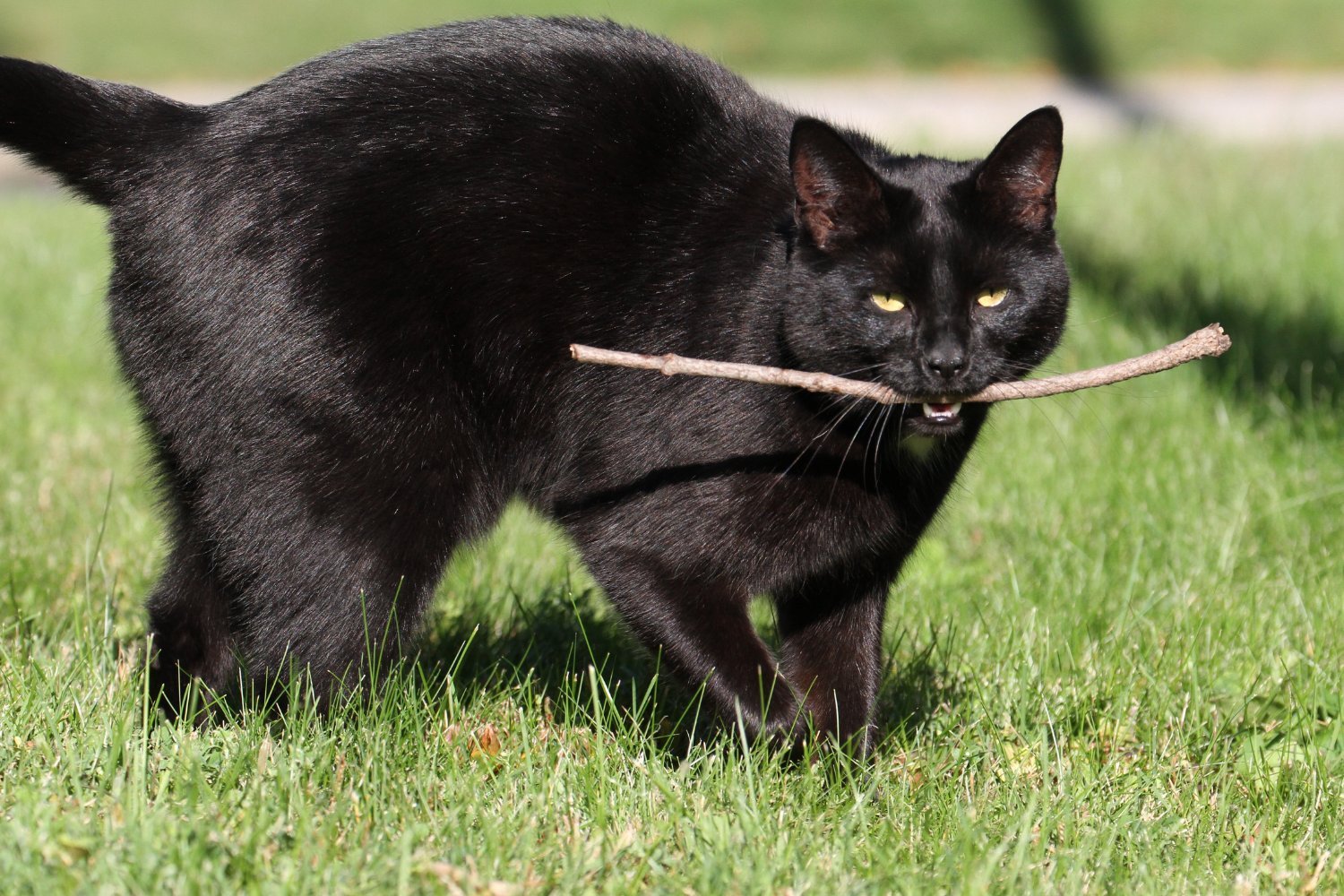 Cats Are Playing a Whole Lot More Fetch Than They Get Credit For