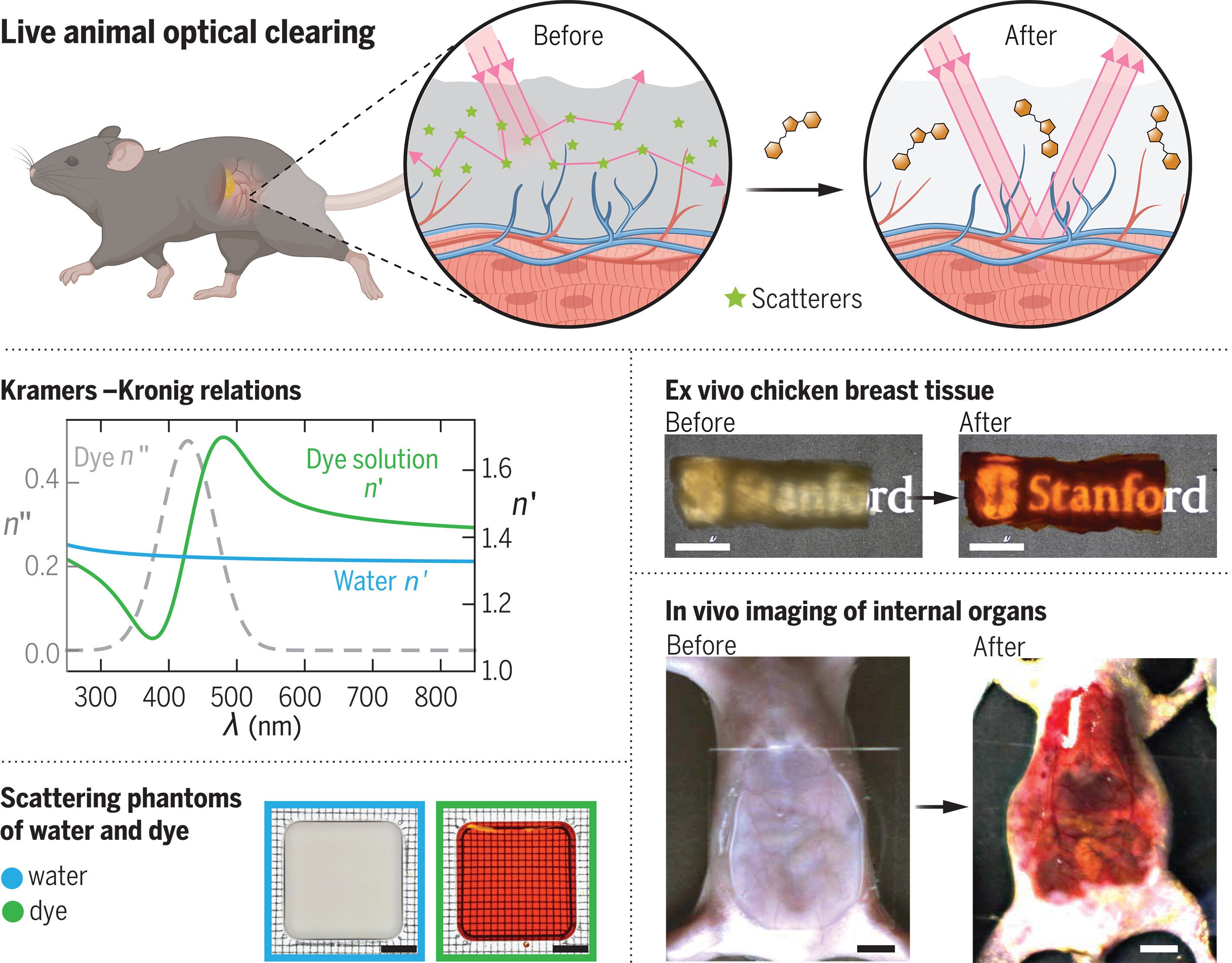 Rendering Skin Transparent Using the Food Dye Tartrazine