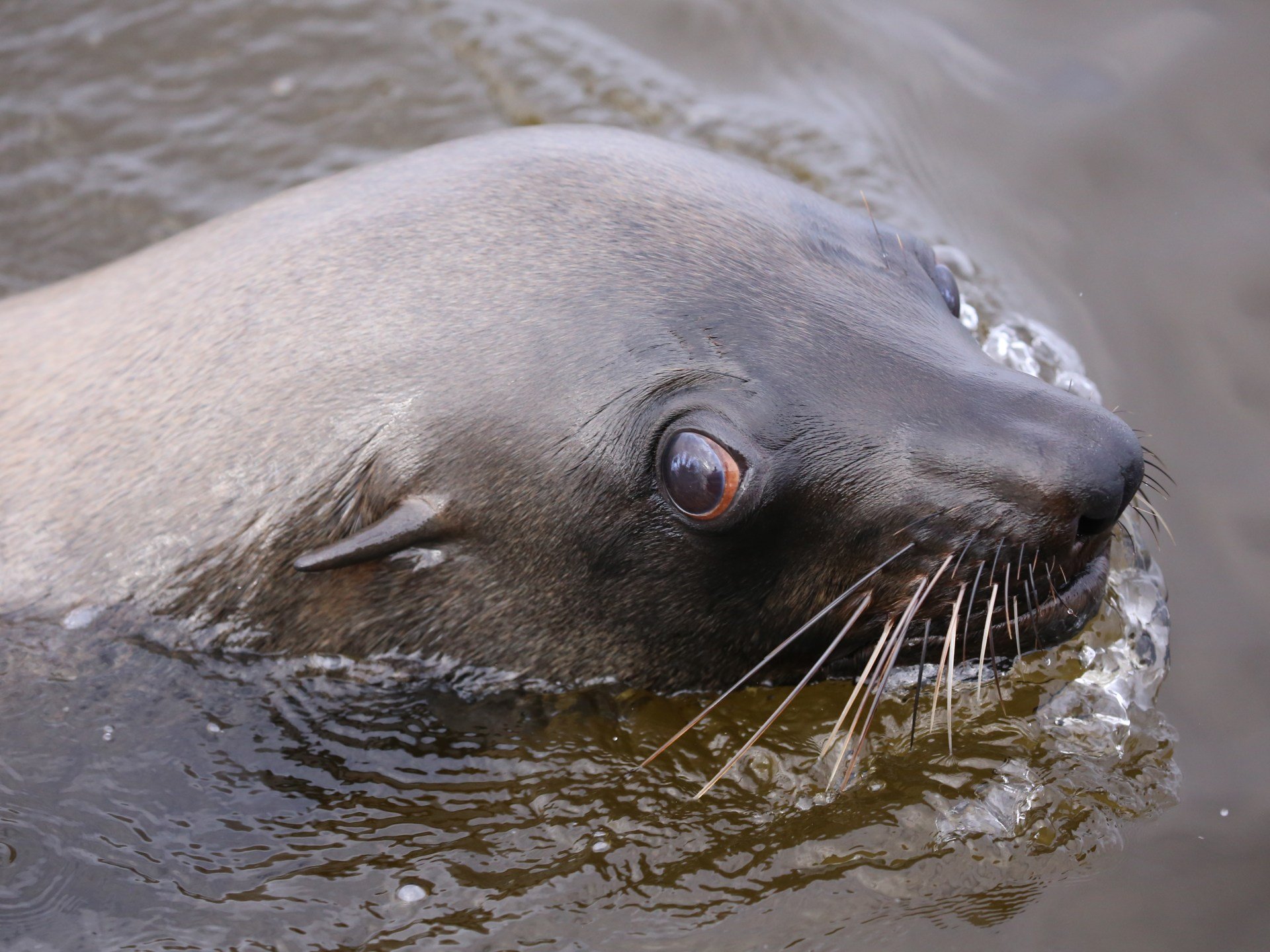 Why are Cape fur seals in South Africa getting infected with rabies?