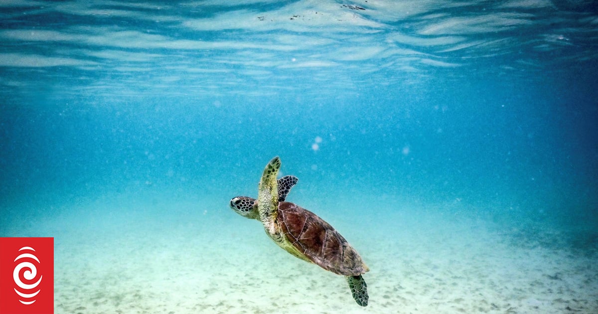 Great Barrier Reef already been dealt its death blow