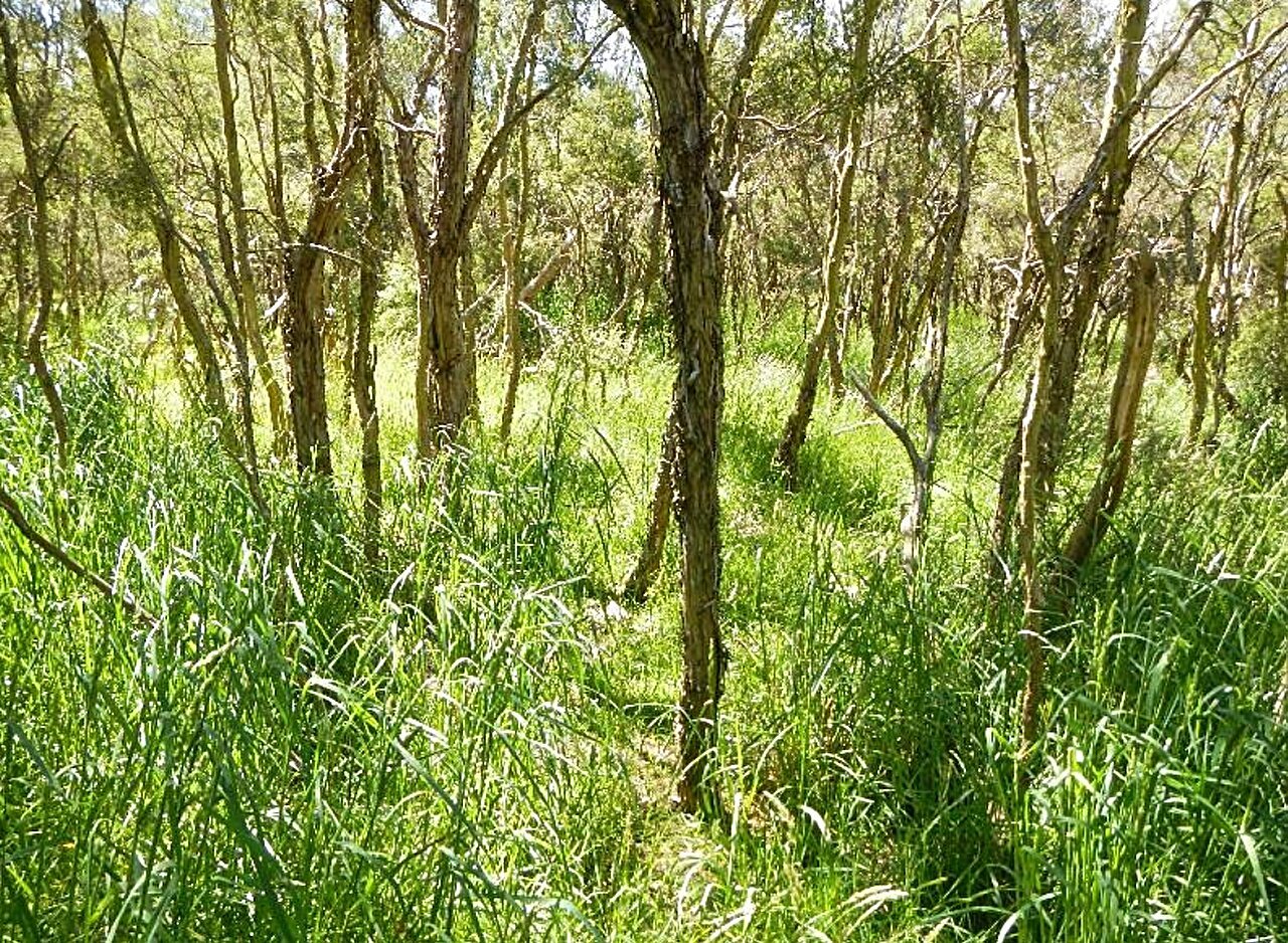 Farming at the edges of nature reserves is helping exotic species invade New Zealand, finds study