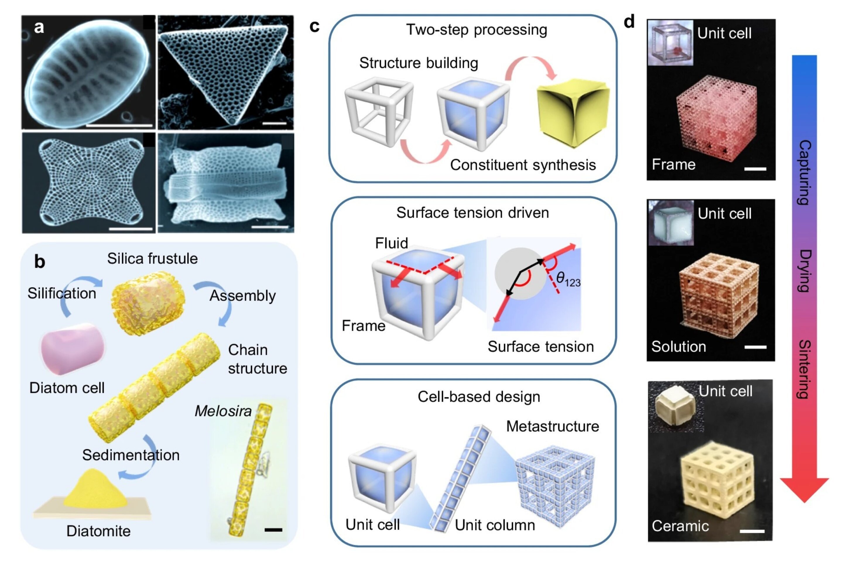 Researchers develop innovative method to simplify manufacturing process of cellular ceramic