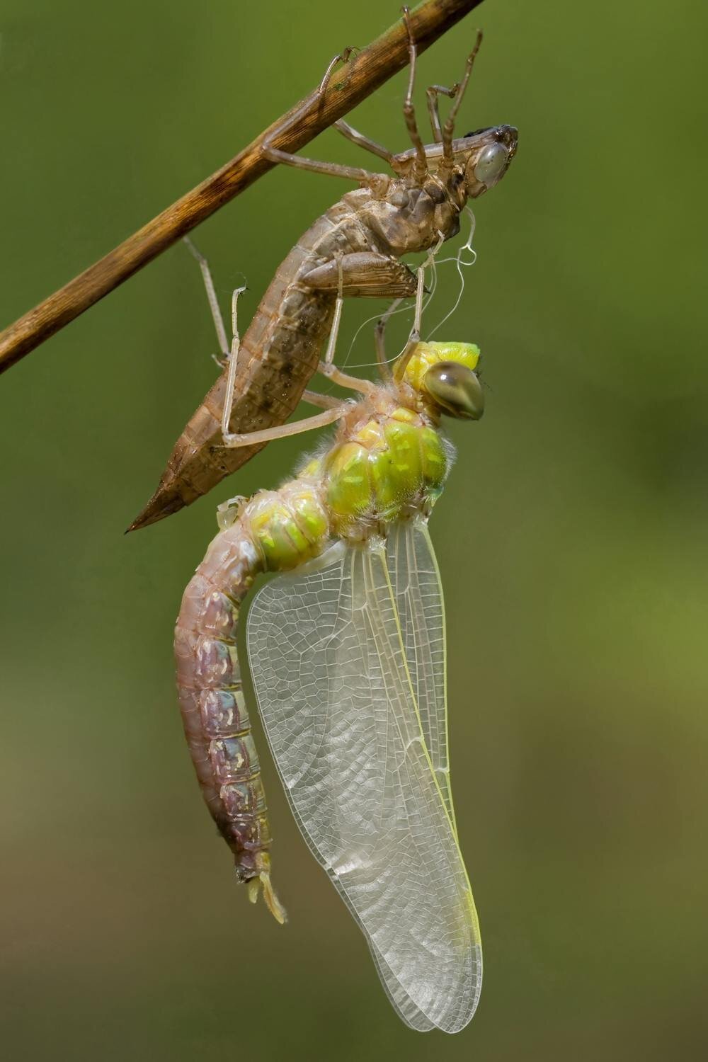 Where did all the dragonflies in Australia come from?