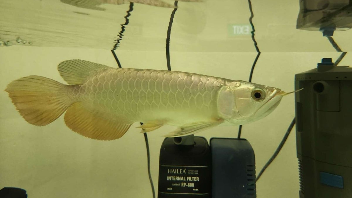 Man gets 9 months' jail for smuggling arowanas into Singapore