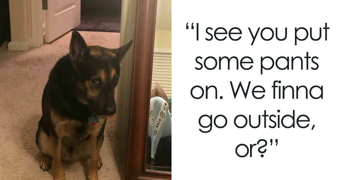 82 Cute And Funny Pics For Your Daily Dose Of Dog Content, Shared By This IG Page